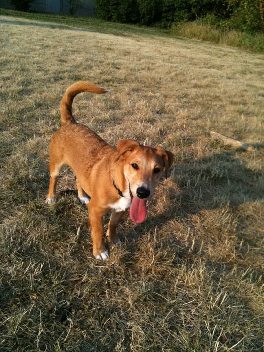 View Our Jack Russell Terriers Family Photo Album